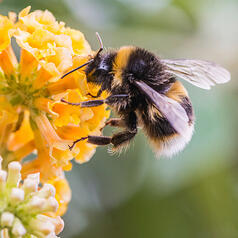 expense manager buzz